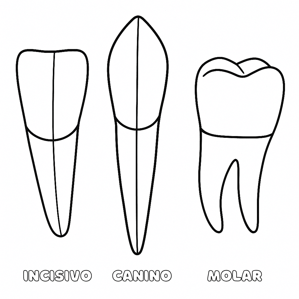 Desenho de Dentes para imprimir