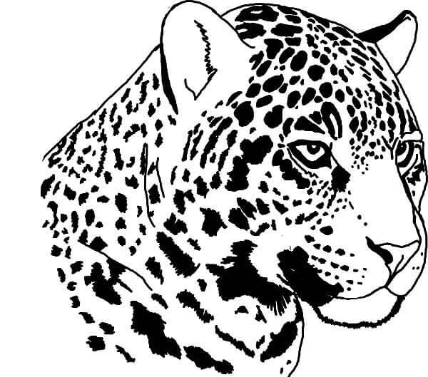 Desenho de Onças Pintadas para imprimir