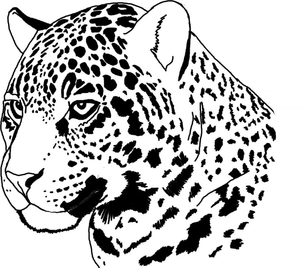 Desenho de Onças Pintadas para imprimir
