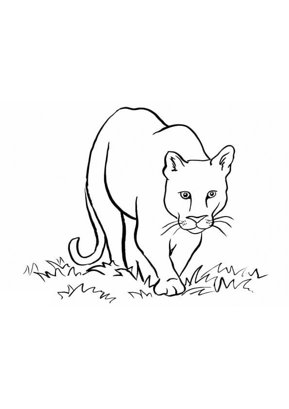 Desenho de Onças Pintadas para imprimir
