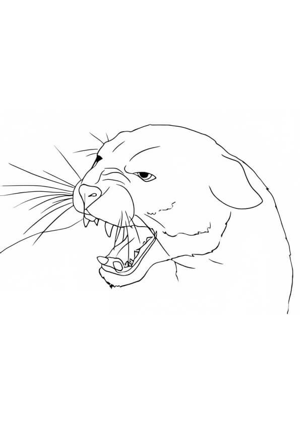 Desenho de Onças Pintadas para imprimir