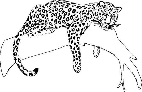 Desenho de Onças Pintadas para imprimir