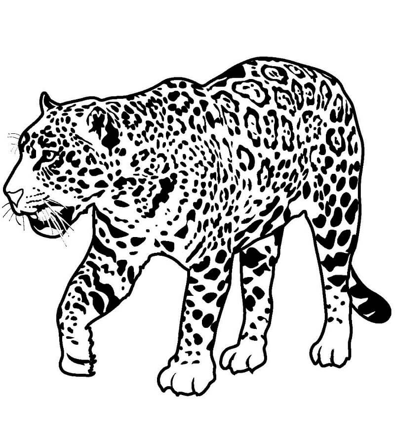 Desenho de Onças Pintadas para imprimir