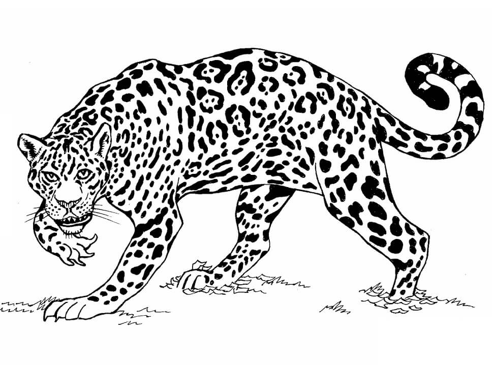 Desenho de Onças Pintadas para imprimir