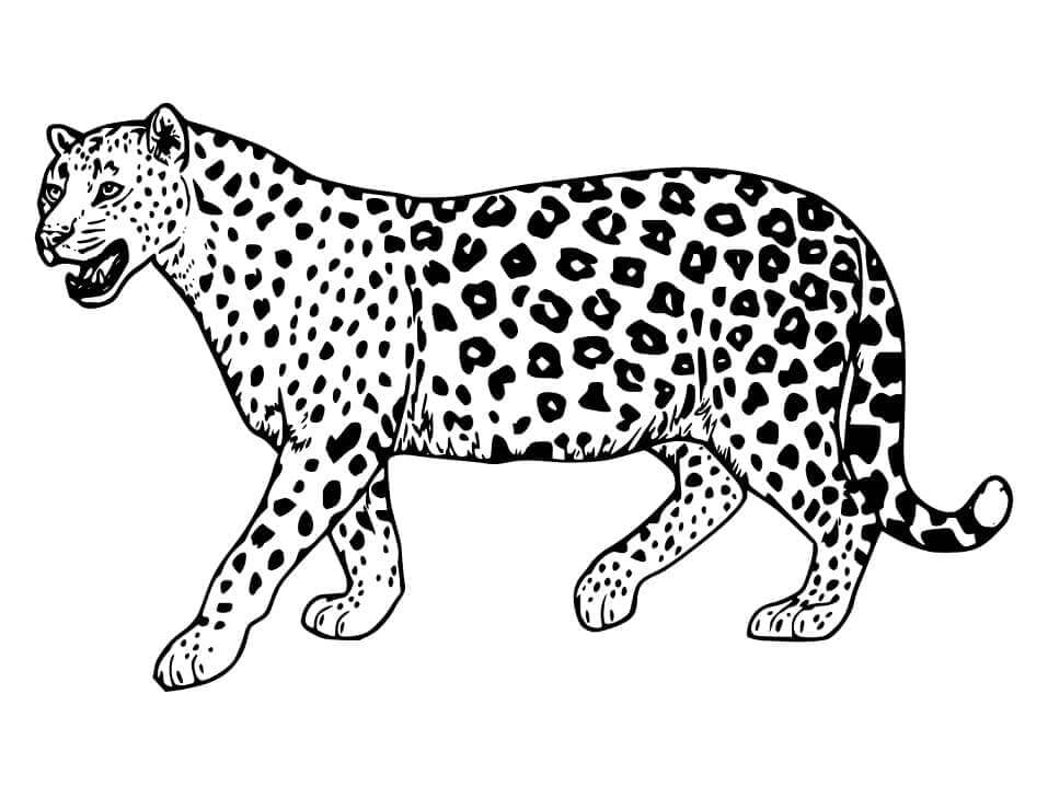Desenho de Onças Pintadas para imprimir
