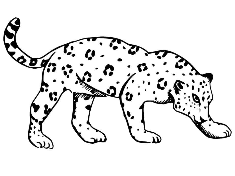 Desenho de Onças Pintadas para imprimir