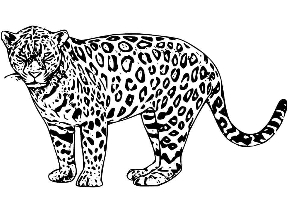 Desenho de Onças Pintadas para imprimir