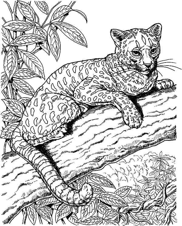 Desenho de Onças Pintadas para imprimir