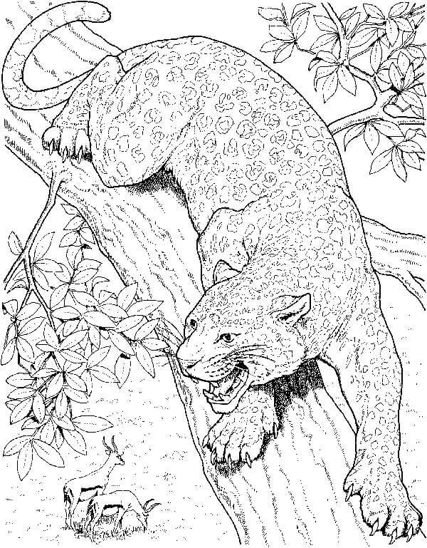 Desenho de Onças Pintadas para imprimir