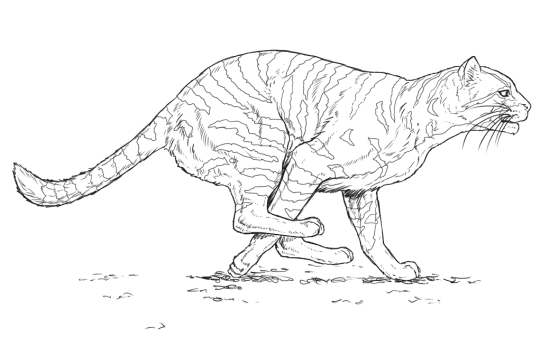 Desenho de Onças Pintadas para imprimir