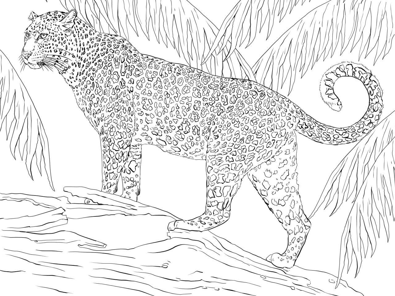 Desenho de Onças Pintadas para imprimir