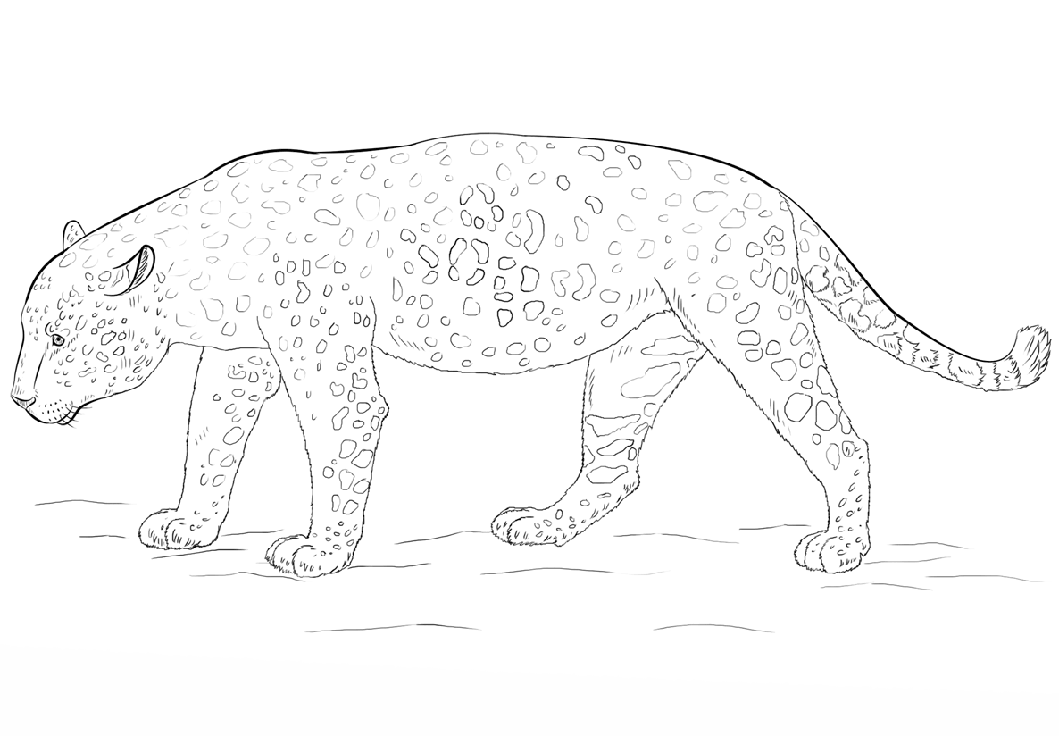 Desenho de Onças Pintadas para imprimir