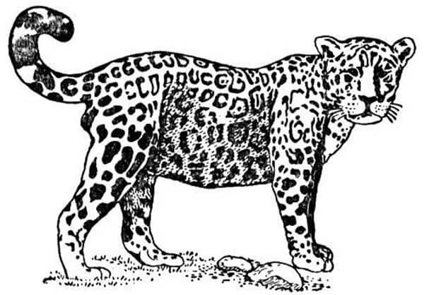 Desenho de Onças Pintadas para imprimir