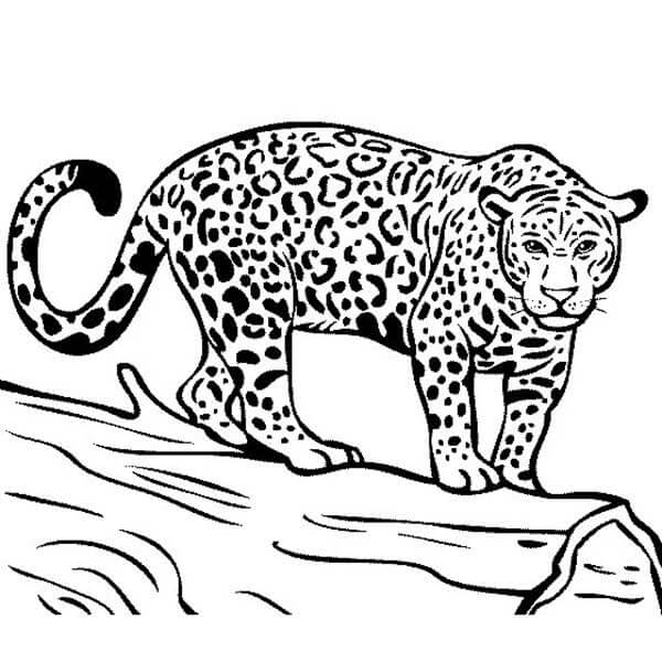 Desenho de Onças Pintadas para imprimir