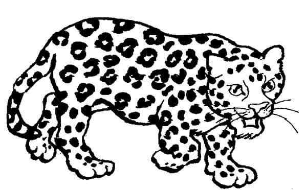 Desenho de Onças Pintadas para imprimir