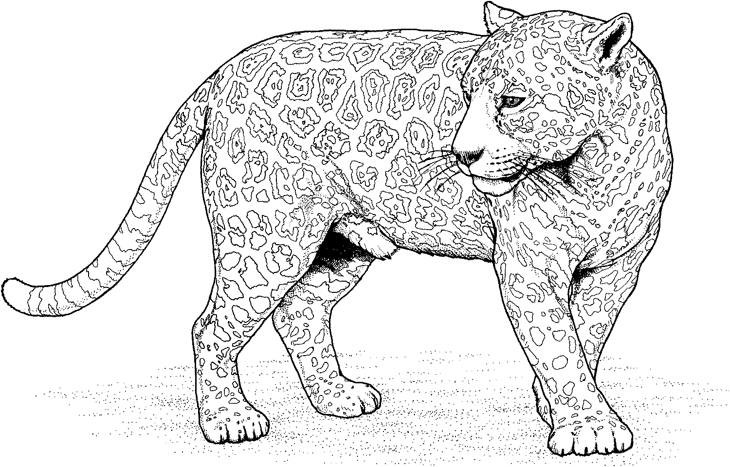 Desenho de Onças Pintadas para imprimir