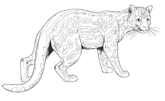 Desenho de Onças Pintadas para imprimir