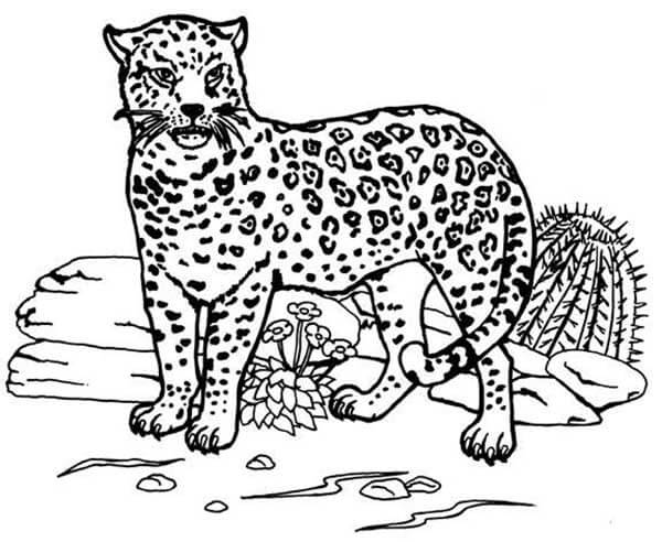 Desenho de Onças Pintadas para imprimir