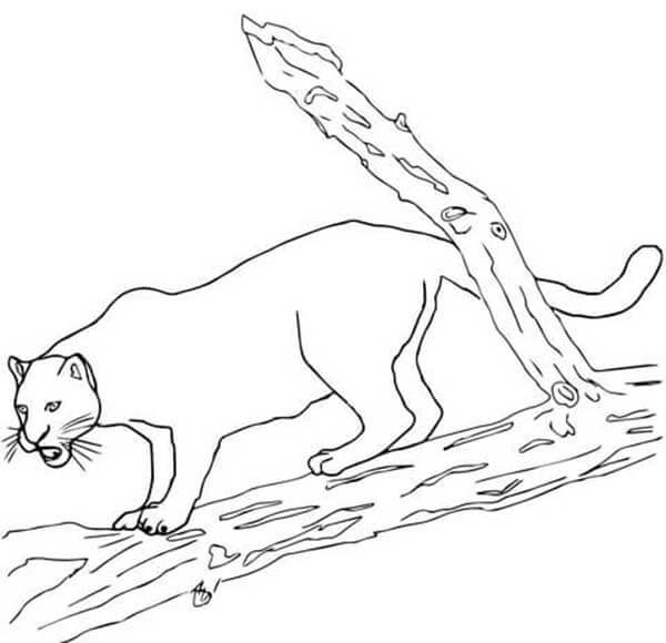 Desenho de Onças Pintadas para imprimir