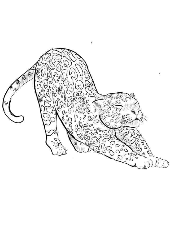 Desenho de Onças Pintadas para imprimir