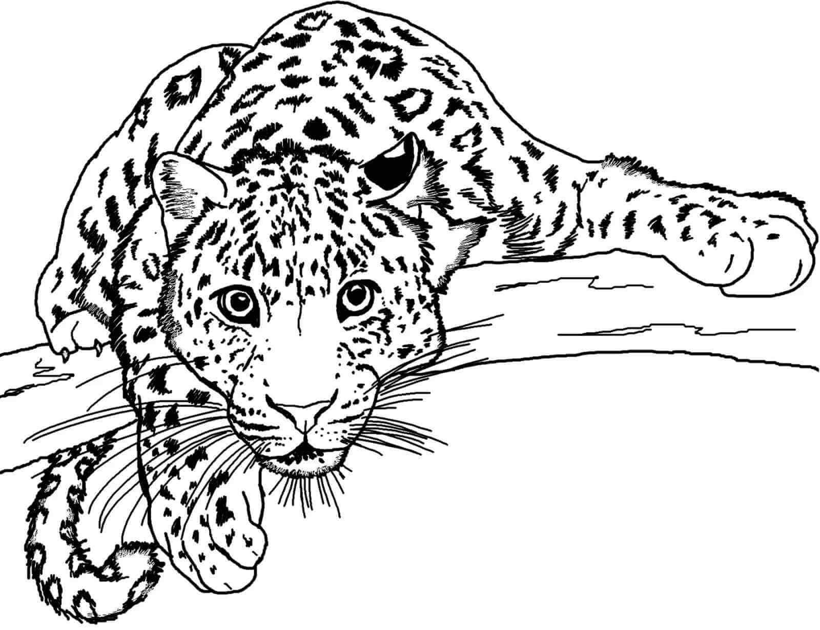 Desenho de Onças Pintadas para imprimir