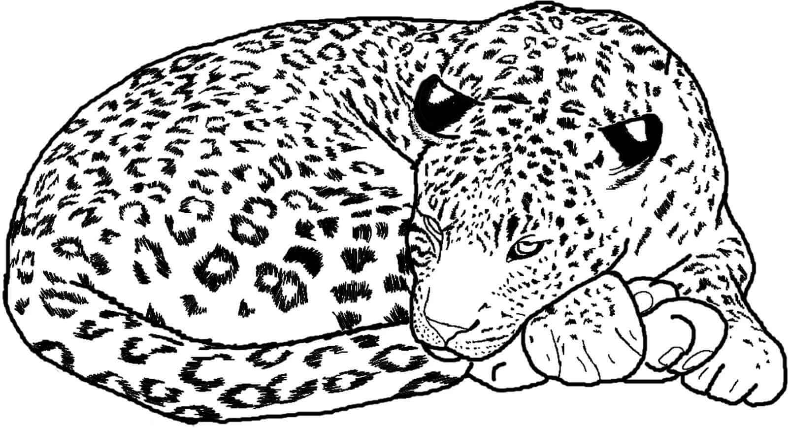 Desenho de Onças Pintadas para imprimir