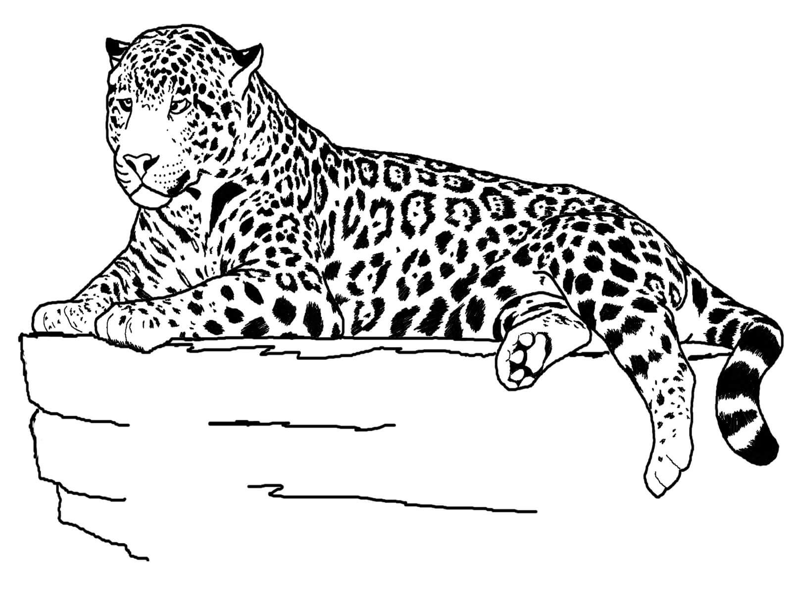 Desenho de Onças Pintadas para imprimir