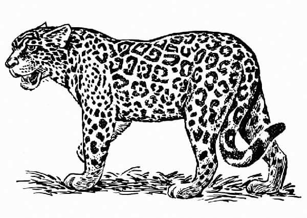 Desenho de Onças Pintadas para imprimir