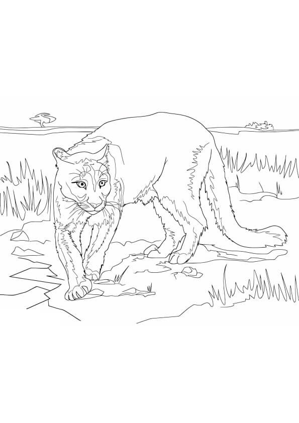 Desenho de Onças Pintadas para imprimir